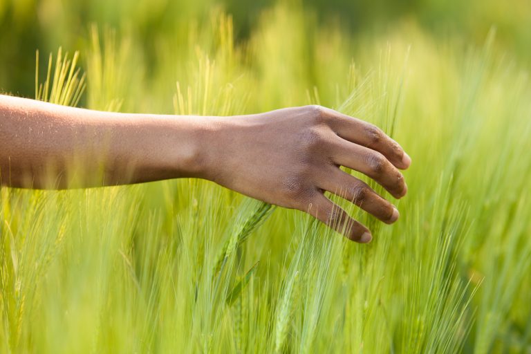 African American hand in wheat field