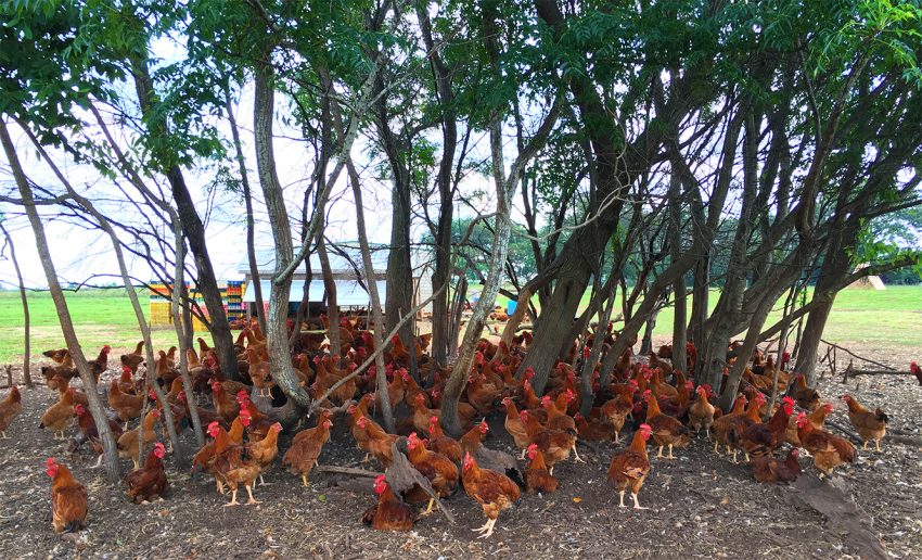 Chickens and trees
